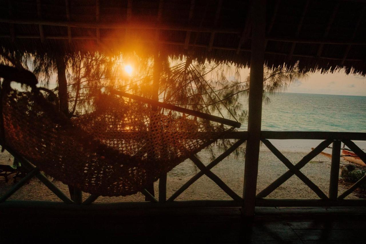 Passiflora Zanzibar فيلة جامبياني